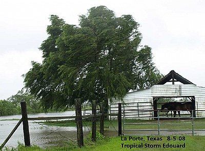 Tropical Storm Edouardo