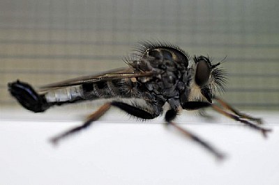 Robber Fly