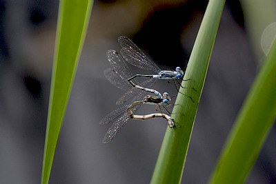 Mating DragonFlies