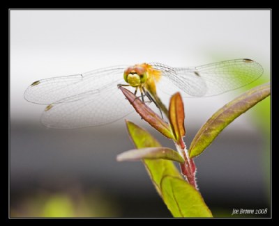 Dragon Fly