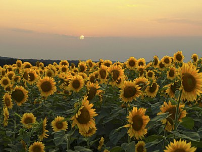 Sunflower Sunset