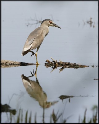 Black-crowned Night-heron