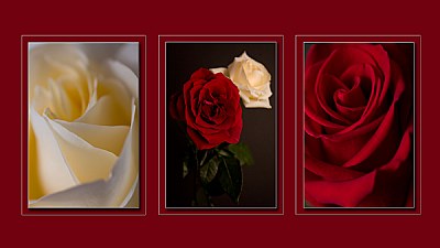 rose triptych