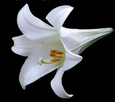 White Lily