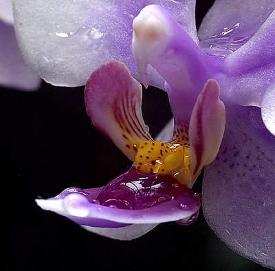 Orchid Reflection