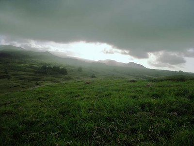 Maui Fields