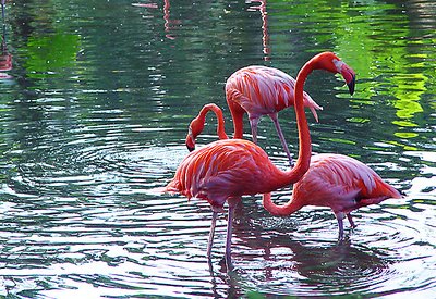 Flamingoes