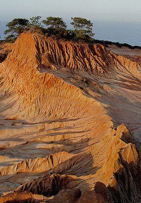 Torrey Pines at Sunrise