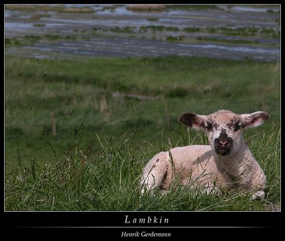 Lambkin