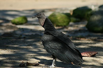 urubu