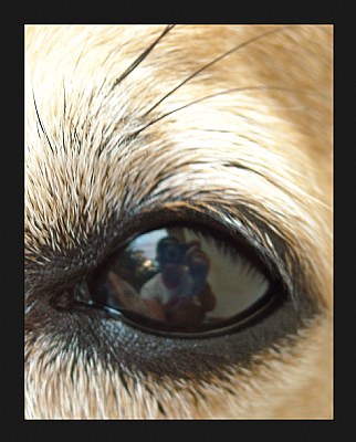 In my dog's eye...