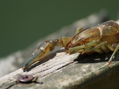 Crayfish on dock