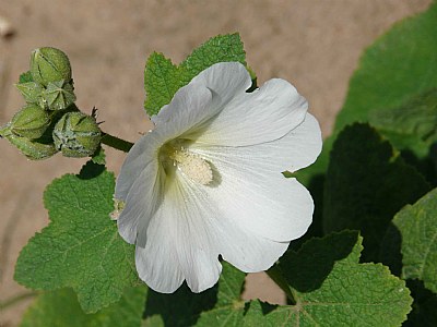 Desert Rose