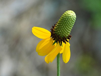 Prairie Coneflower