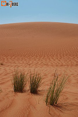 Oman Nature