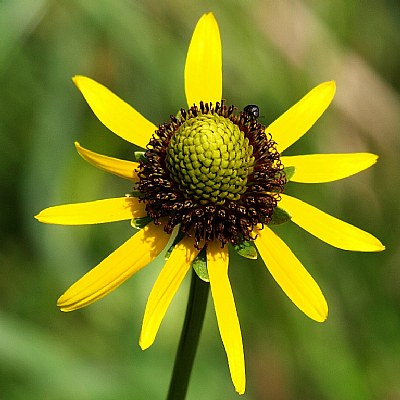 Yellow squared