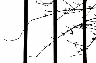 parallel