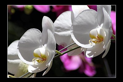 Colombian Orchids