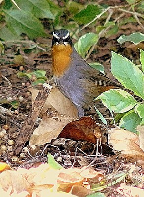 Go away..... I am  having a worm for breakfast