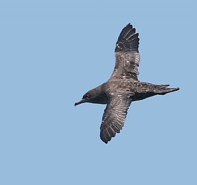 Sooty Shearwater