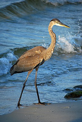 Great Blue Heron #2