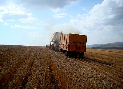 The harvest time