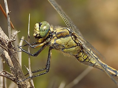 Dragonfly