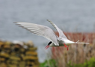 tern wing