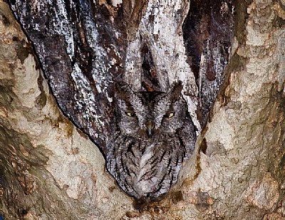 Screech Owl closer