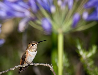 Allen's Perch