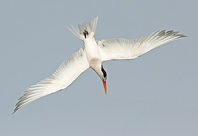 Elegant Tern