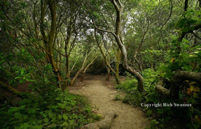 Bodega Bay Trail to the Beach