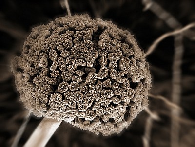 Fungus