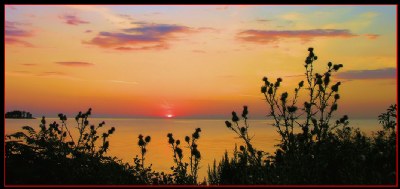 Thistle Sunrise