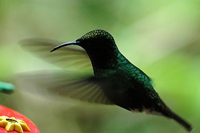Humming Bird - II