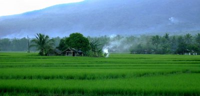 Legazpi rice fields