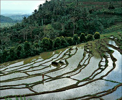 Bali