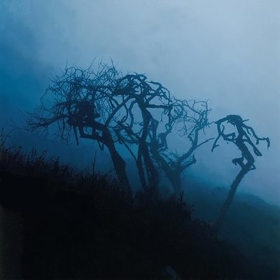 The dead trees