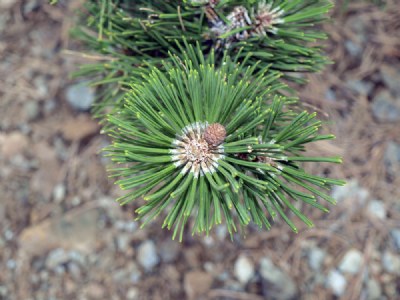 Pine II