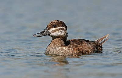 Ruddy Duck