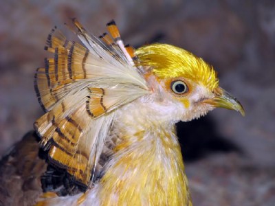 Yellow Wonder