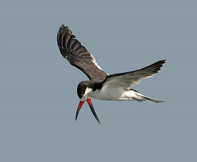 Black Skimmer