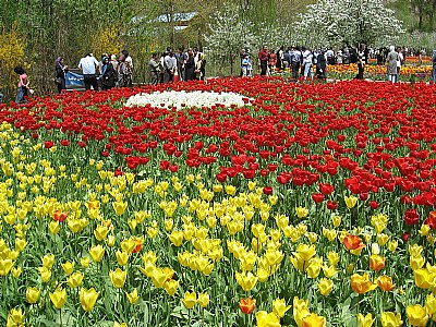 festival of Tulip