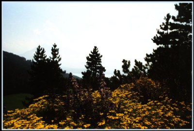 Forest in front of a forest