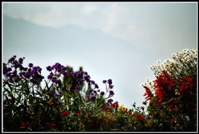 Mountain behind some flowers