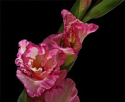 gladsome pink