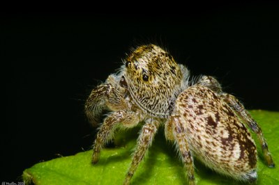 Jumping Spider