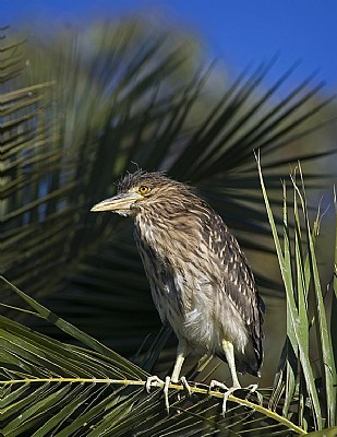 Young Black Crowned Night Heron