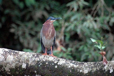 Green Heron - II