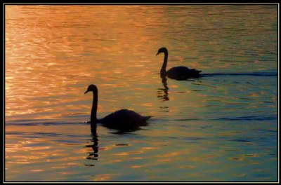 Swan  Lake